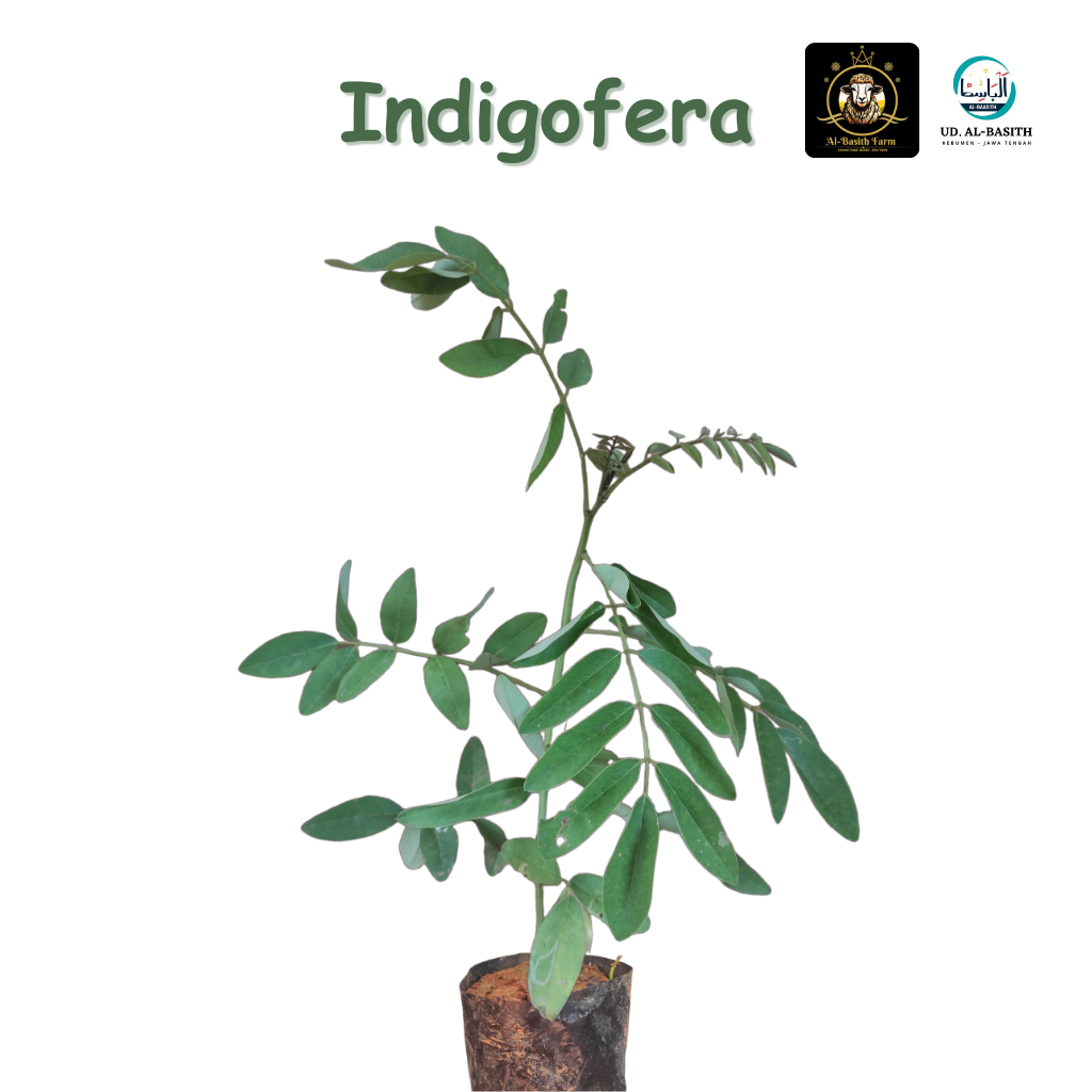 Jual Bibit Indigofera Pakan Ternak Siap Tanam Shopee Indonesia 0966