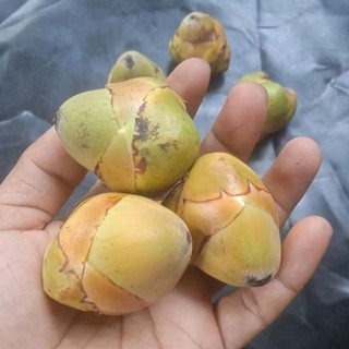 Jual Beluluk Kelapa - Tembuluk Kelapa Kecil | Shopee Indonesia