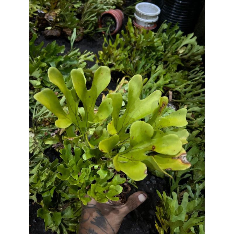 Jual PLATYCERIUM RIDLEYI CABUTAN SIZE S | SIMBAR | TANDUK RUSA | Shopee ...
