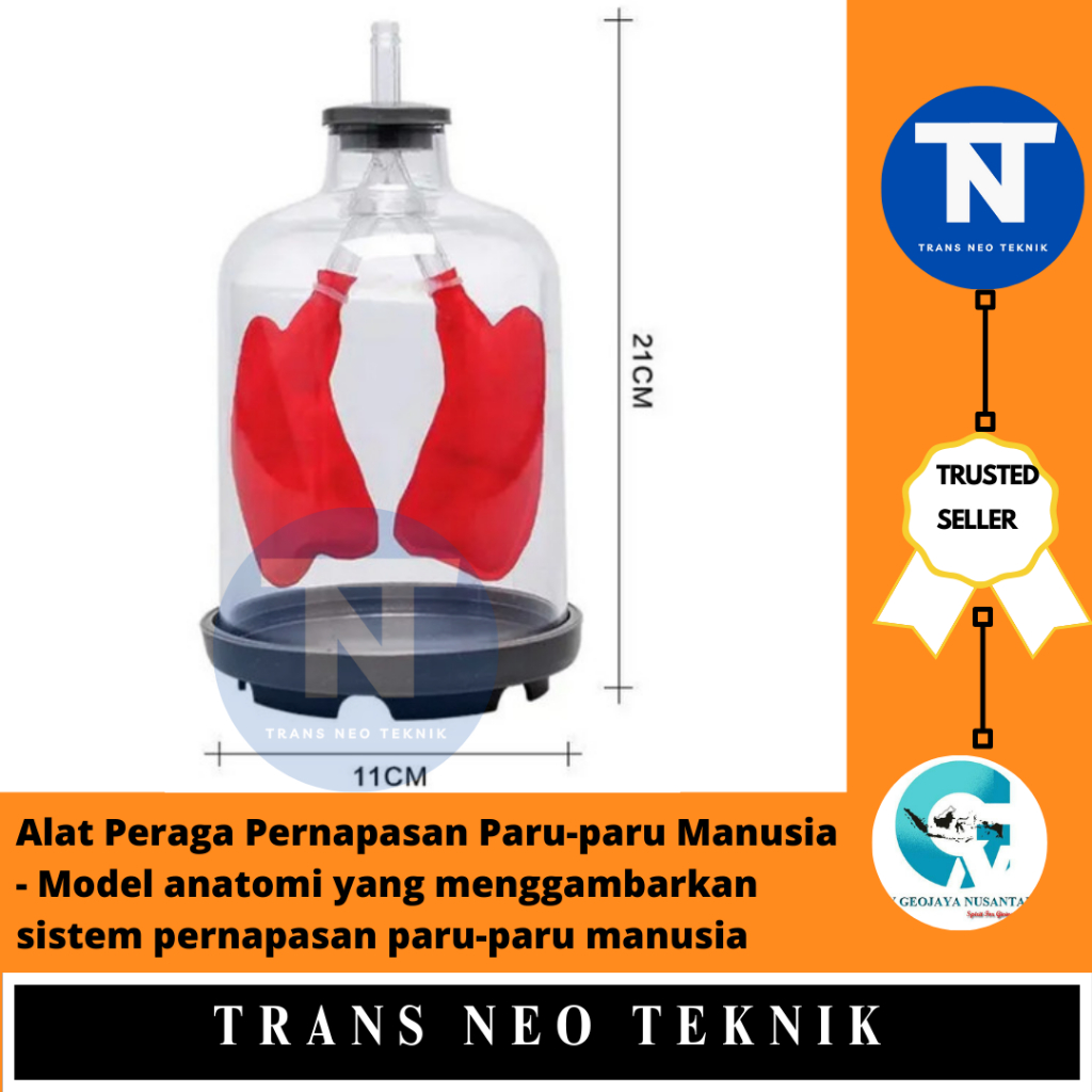 Jual Alat Peraga Pernapasan Paru-paru Manusia - Model anatomi yang