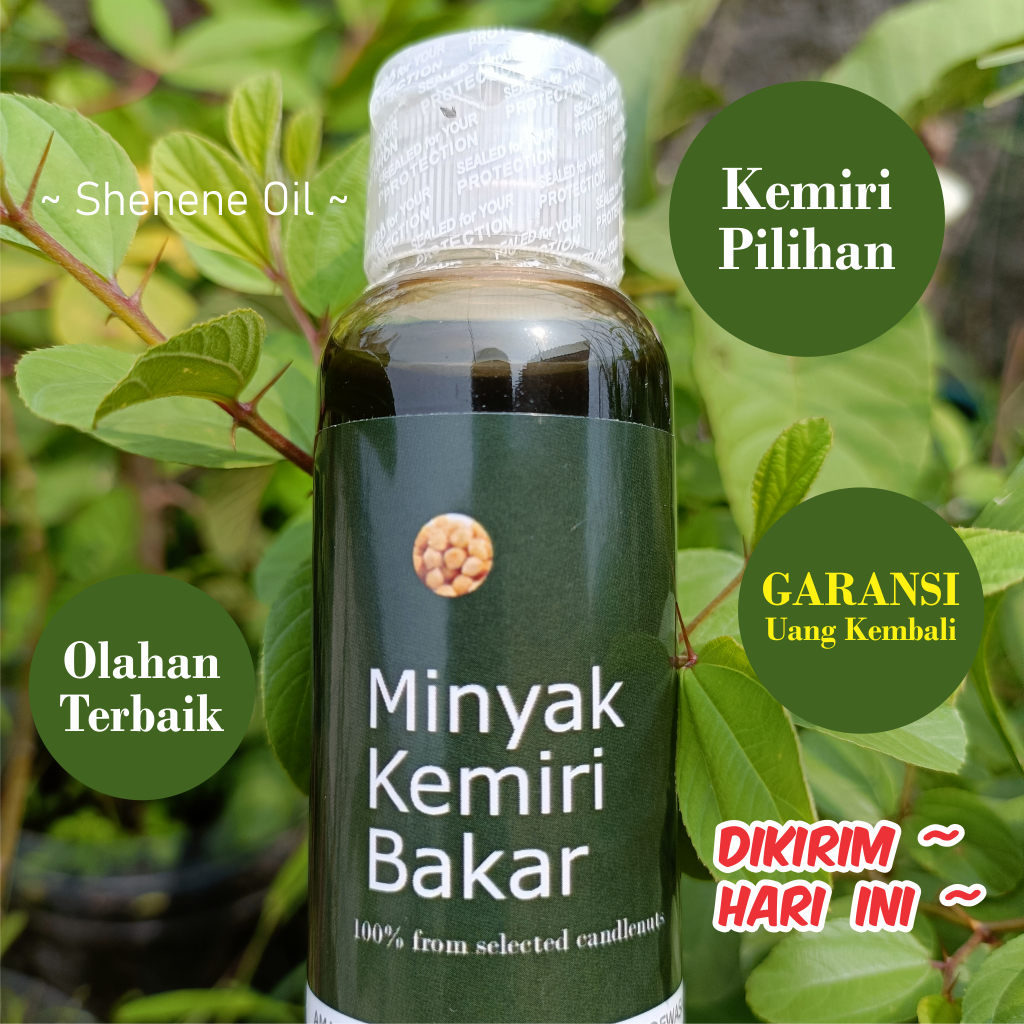 Jual MINYAK KEMIRI BAKAR 100ml | kemiri bakar alami dan olahan