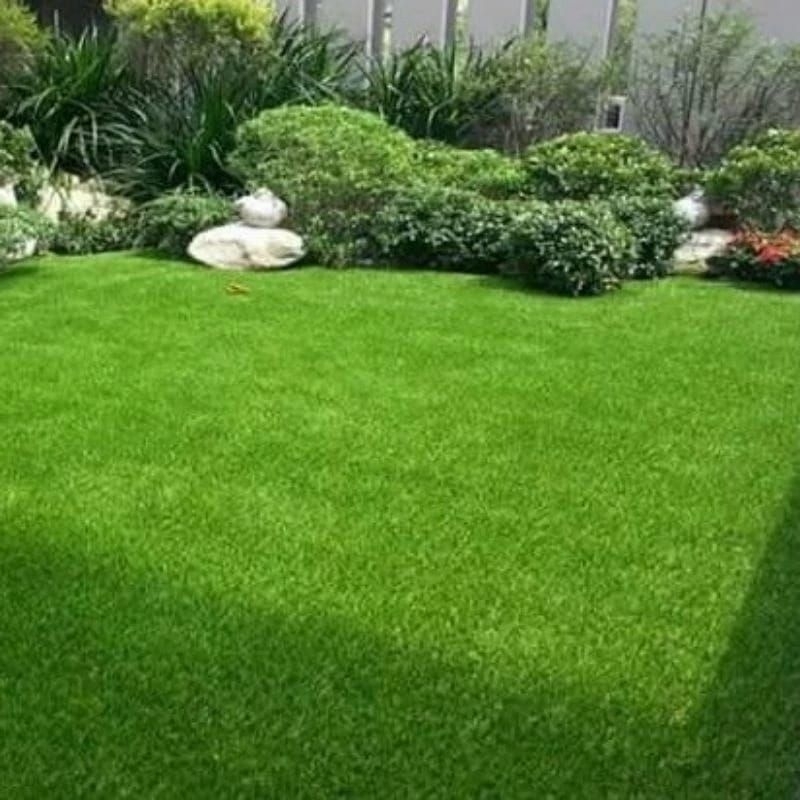 Jual Rumput jepang hidup 20x20cm | Shopee Indonesia