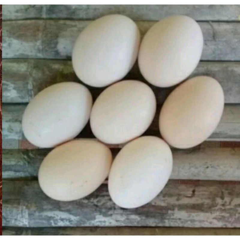 Jual FGFG56846 Aneka Telur Fertil, Telur Entok Lokal Fertil, Telur ...