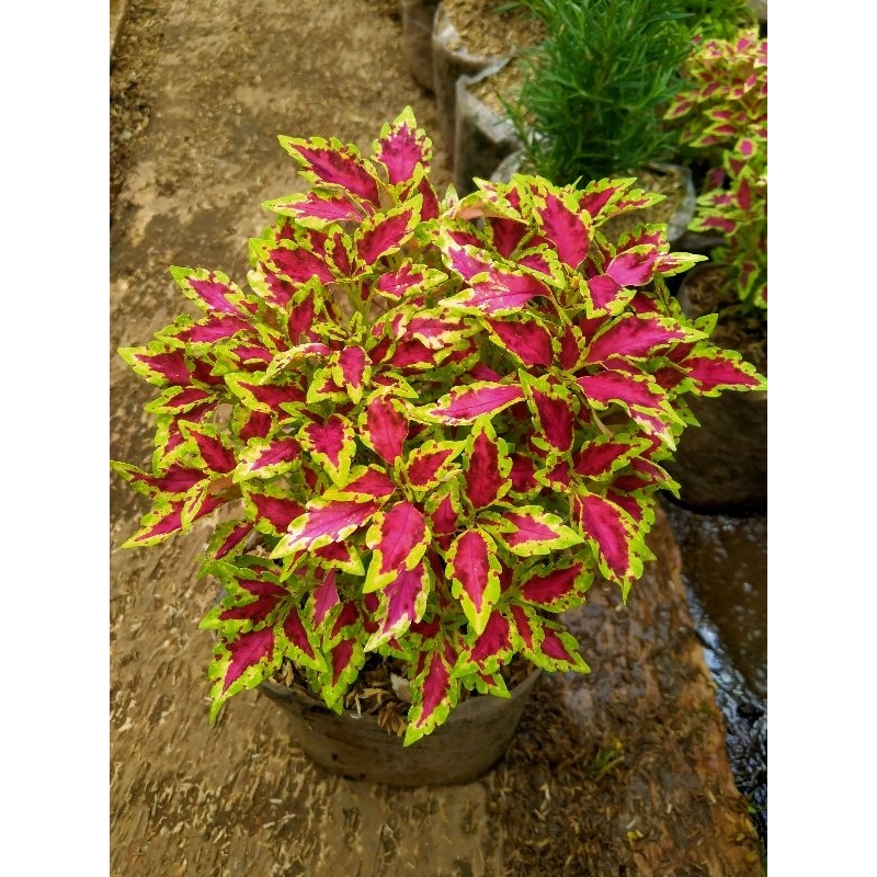 Jual tanaman miana merpati merah stok super rimbun | Shopee Indonesia