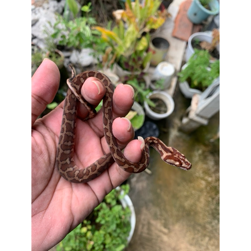 Jual carpet python | Shopee Indonesia