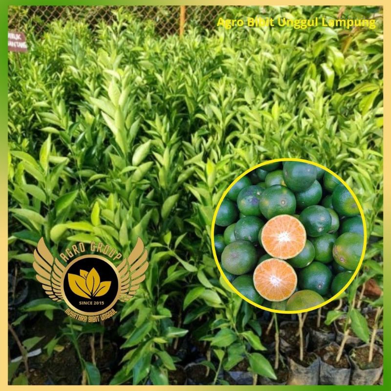 Bibit Jeruk BW Lampung  asli Tanaman okulasi cepat berbuah Agro Bibit Unggul Group