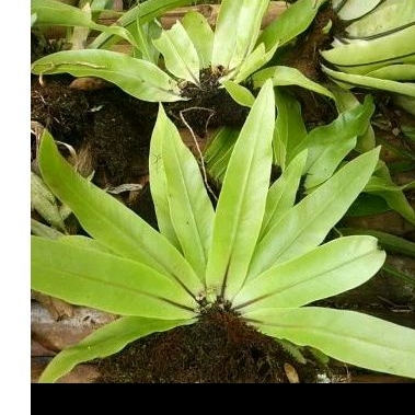 Jual kadaka hutan tanaman hias pohon kadaka mini murah | Shopee Indonesia