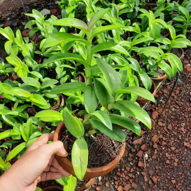 Jual Dendrobium Rabbit White Lip Violet | Shopee Indonesia