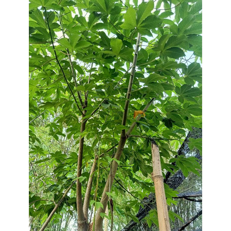 Jual Tanaman Hias Stek Batang pohon warercap, pohon langka | Shopee ...