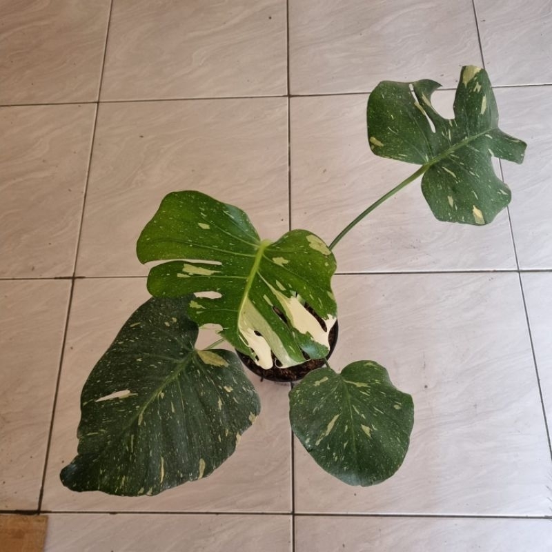 Jual Monvar cantik jumbo | Shopee Indonesia