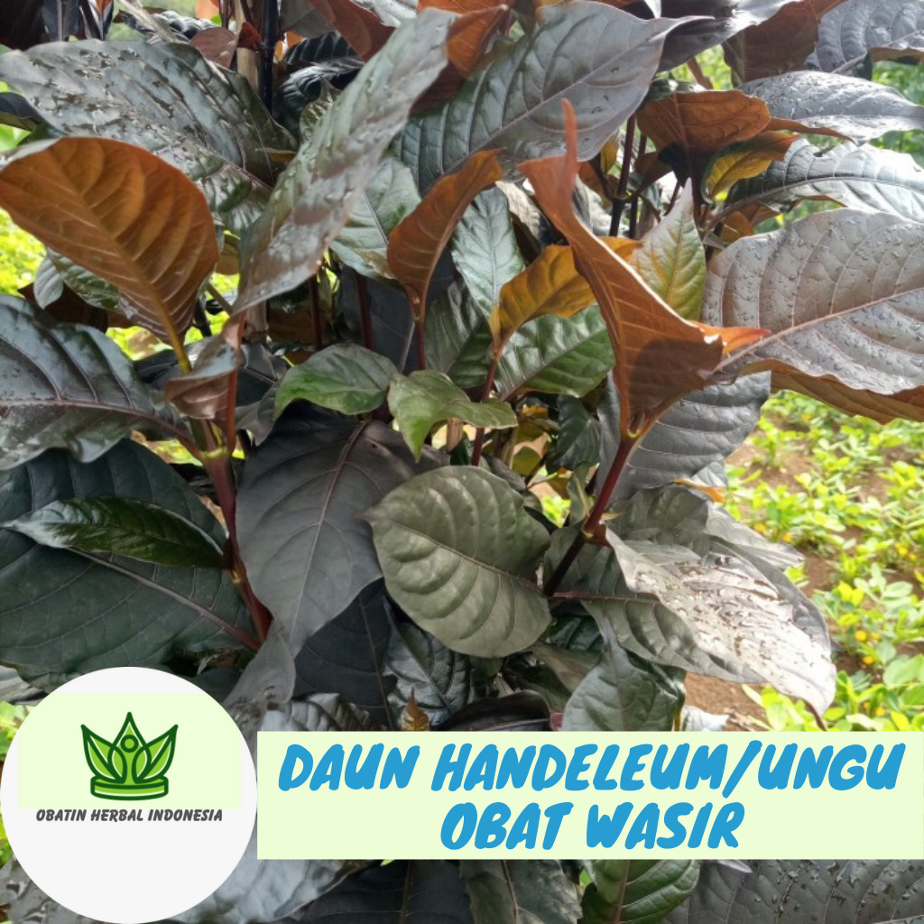 Jual PROMO 50 Lembar Daun Handeuleum Daun Ungu Obat Wasir Ambeien