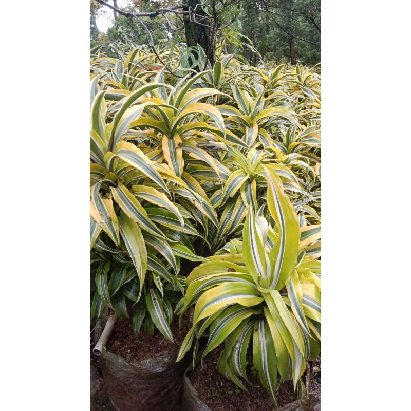 Jual Tanaman dracena fragnas lemon atau dracena kuning. dracena koceng ...