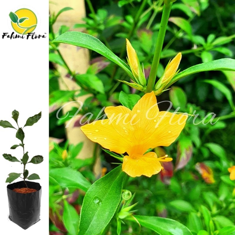 Jual tanaman LANDEP BARLERIA (Barleria prionitis L.) | Shopee Indonesia