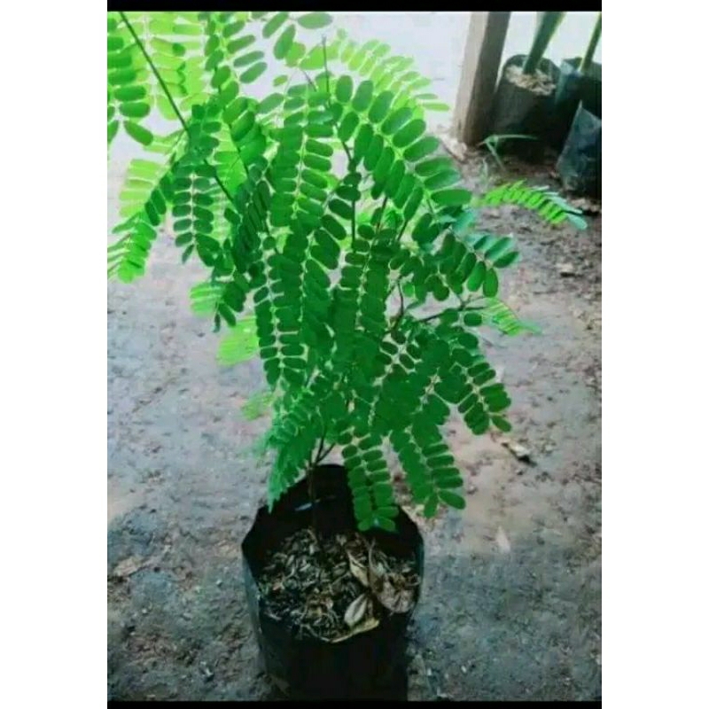 Jual Bibit saga Rambat pohon Daun saga obat batuk sariawan panas dalam ...