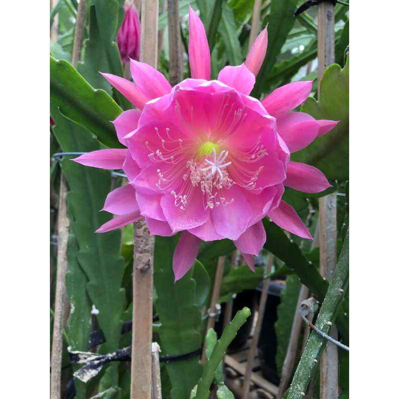 Jual Bunga wijayakusuma pink | wijaya kusuma | bunga mistis | Shopee ...
