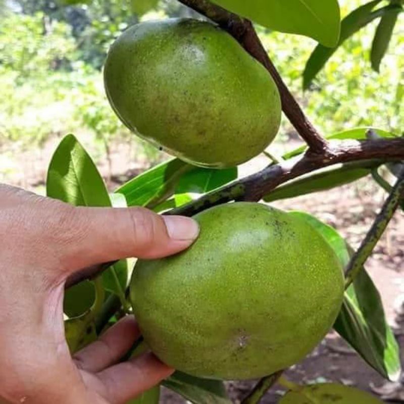 Jual indukan black sapote (hasil okulasi) bekas berbunga berbuah ...