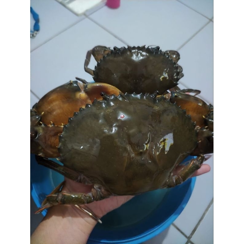 Kepiting Soka Kalbar dalam sajian lengkap