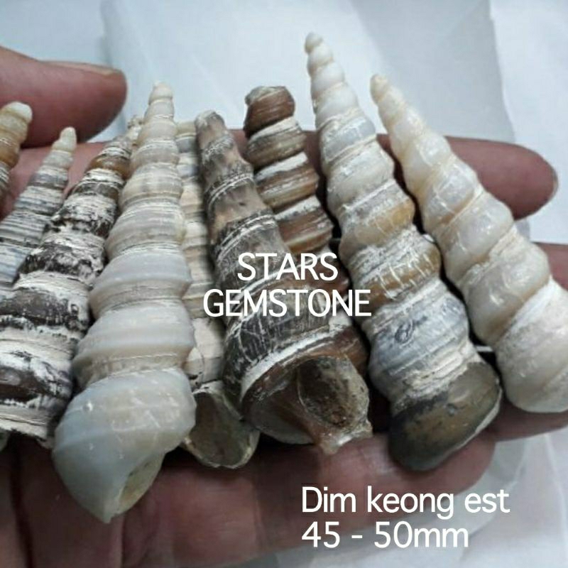 Jual BATU KEONG SOTONG PURBA NATURAL ALAM 100% | Shopee Indonesia