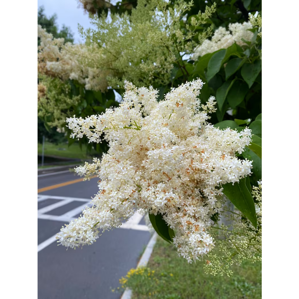 Jual Benih Bibit Biji - Japanese Tree Lilac Ivory Silk Pohon Bunga ...