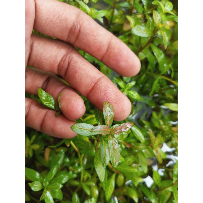 higrophila Polysperma sunset | perbatang