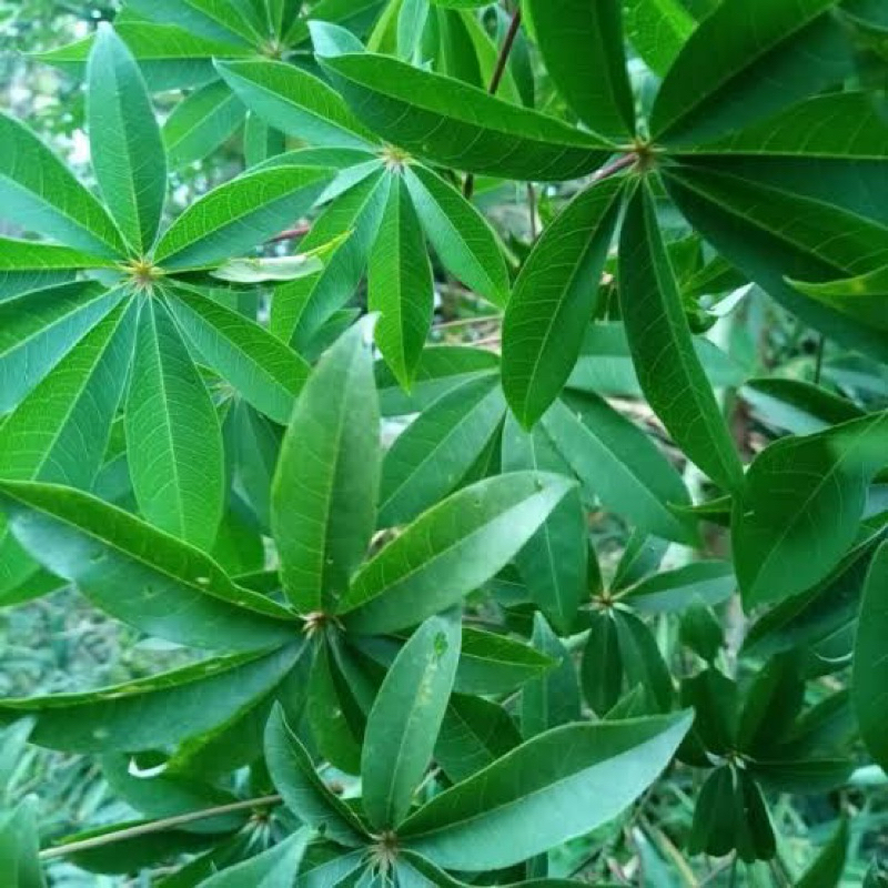 Jual DAUN RANDU | DAUN POHON KAPUK SEGAR 500 gram | Shopee Indonesia