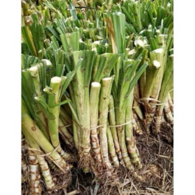 Jual BIBIT RUMPUT ODOT PAKAN TERNAK SAPI KAMBING DOMBA | Shopee Indonesia