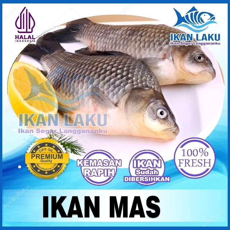 Jual Ikan Mas Premium {cikarang Tambun} Fresh Termurah Bergaransi Ikan