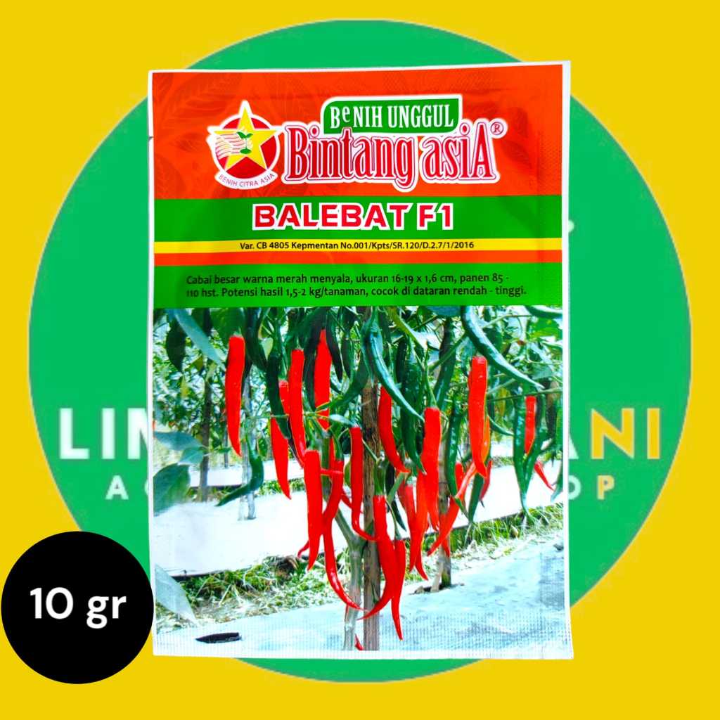 Jual Cabai Besar Merek Bintang Asia BALEBAT F1 (10 gram) 100% ORI ...