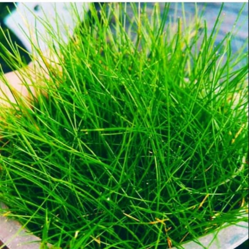 Jual Hairgrass Cup Tanaman Aquascape Aquarium | Shopee Indonesia