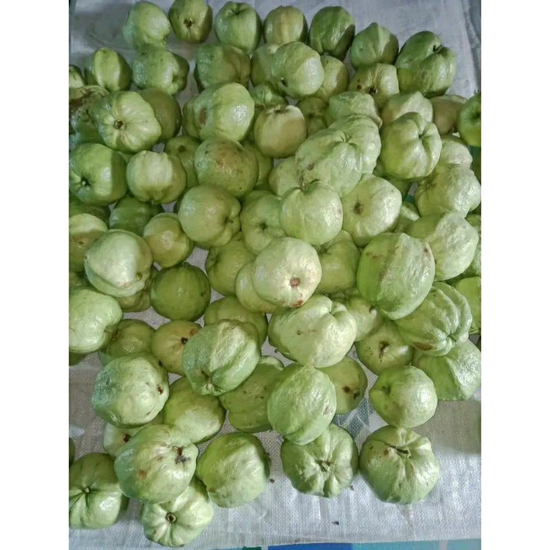 Jual jambu kristal harga untuk 1kg | Shopee Indonesia