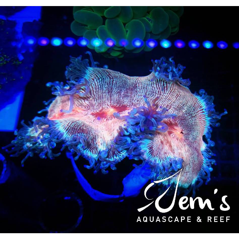 赤珊瑚　Red Coral 　红珊瑚 认证的　Красный коралл 赤珊瑚 Red Coral 红珊瑚 认证的 Красный коралл Natural Red coral