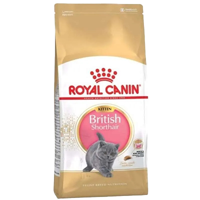 Rc persian kitten sales