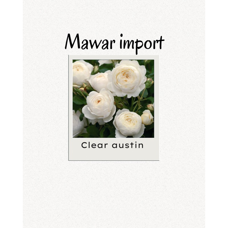 Jual Mawar Import CLEAR AUSTIN Wangi Strong sudah berbunga | Shopee ...