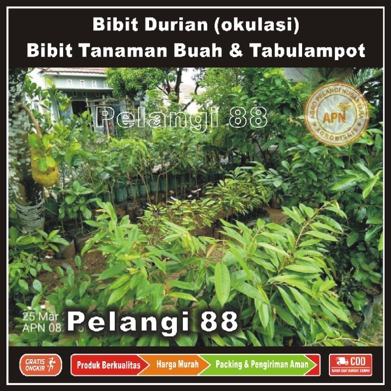 Jual Bibit Durian , Bibit Buah Durian , Tanaman Buah Durian , Bibit