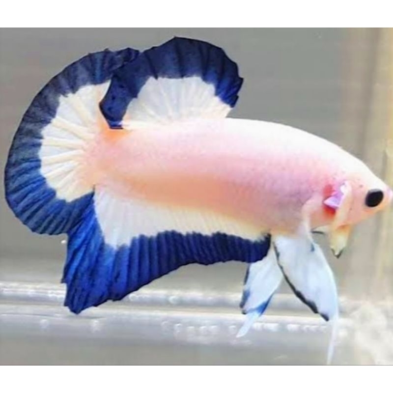 Jual Plakat Blue Rim Hiasan Kamar Male/Female | Shopee Indonesia