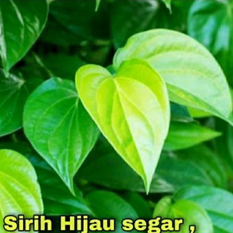 Jual Daun Sirih Hijau Segar Langsung Dipetik Lembar Shopee Indonesia