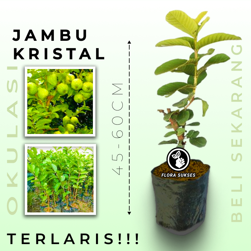 Jual Tanaman Buah Jambu Kristal Taiwan Bibit Jambu Kristal Okulasi