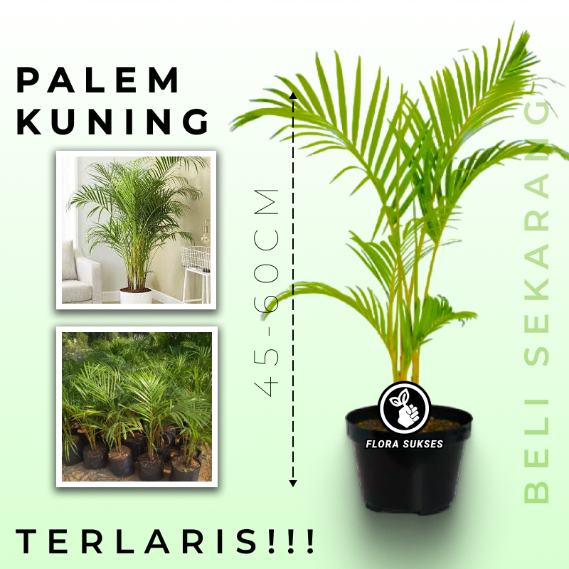 Jual Bibit Pohon Palem Kuning Terlaris Murah