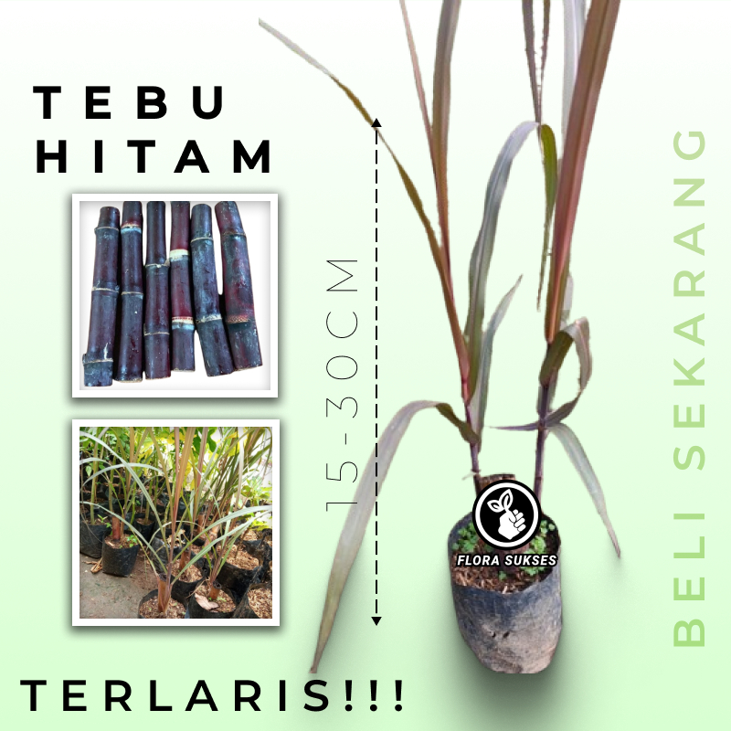 Jual Bibit Tanaman Obat Tebu Hitam Tebu Ireng Tebu Wulung Harga Terjangkau Shopee Indonesia 0604