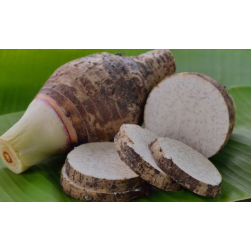 Jual Bibit talas Bogor/ talas ketan wangi bogor asli bukan talas ...