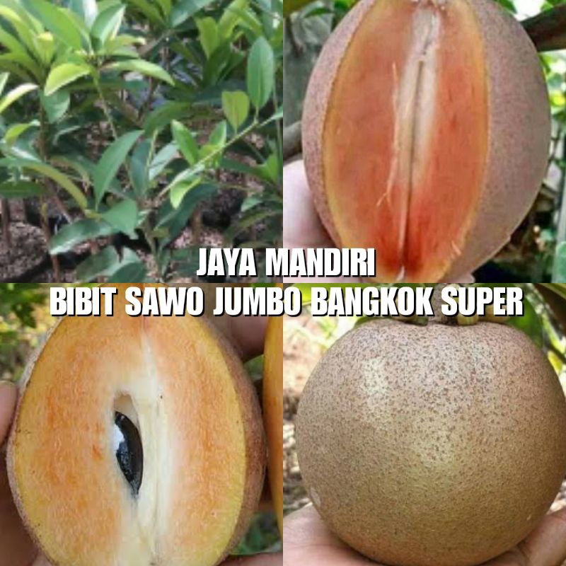 Jual Bibit Sawo Jumbo Bangkok Super Shopee Indonesia