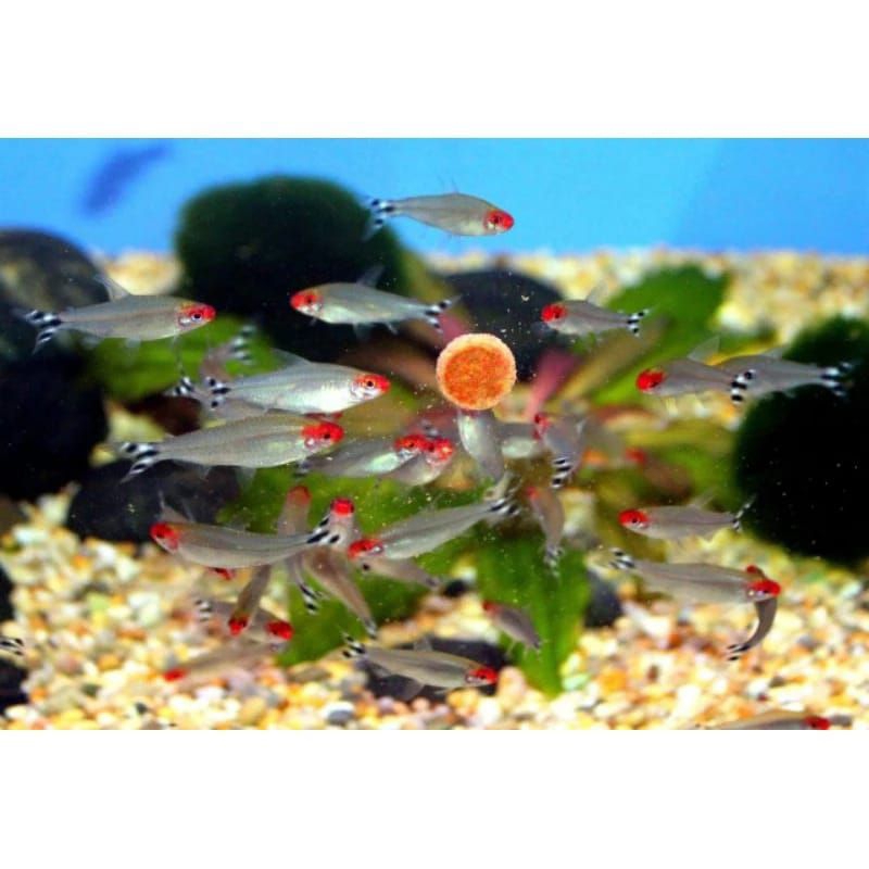 Produk Kim_fish | Shopee Indonesia
