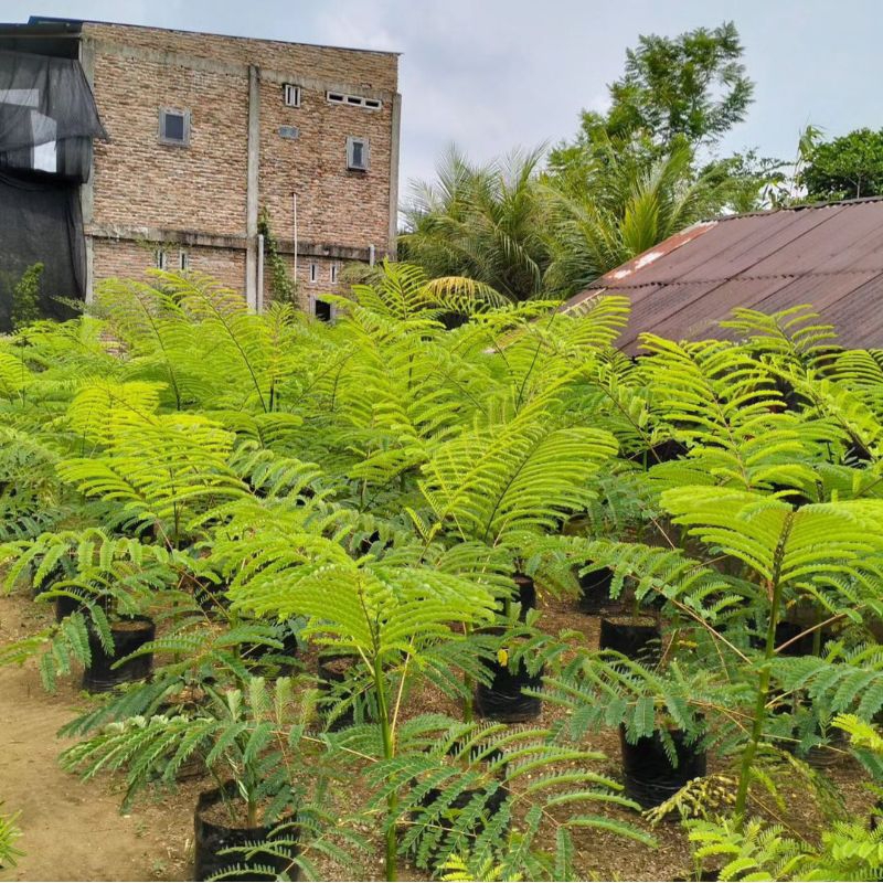 Jual Tanaman Hias Schizolobium Parahyba - Pohon Solobium - Pakis Brazil ...