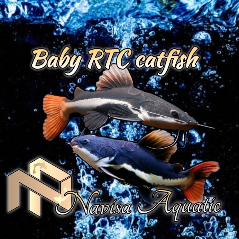 Jual Hiasan Aquarium / RTC Catfish 6-8 cm | Shopee Indonesia