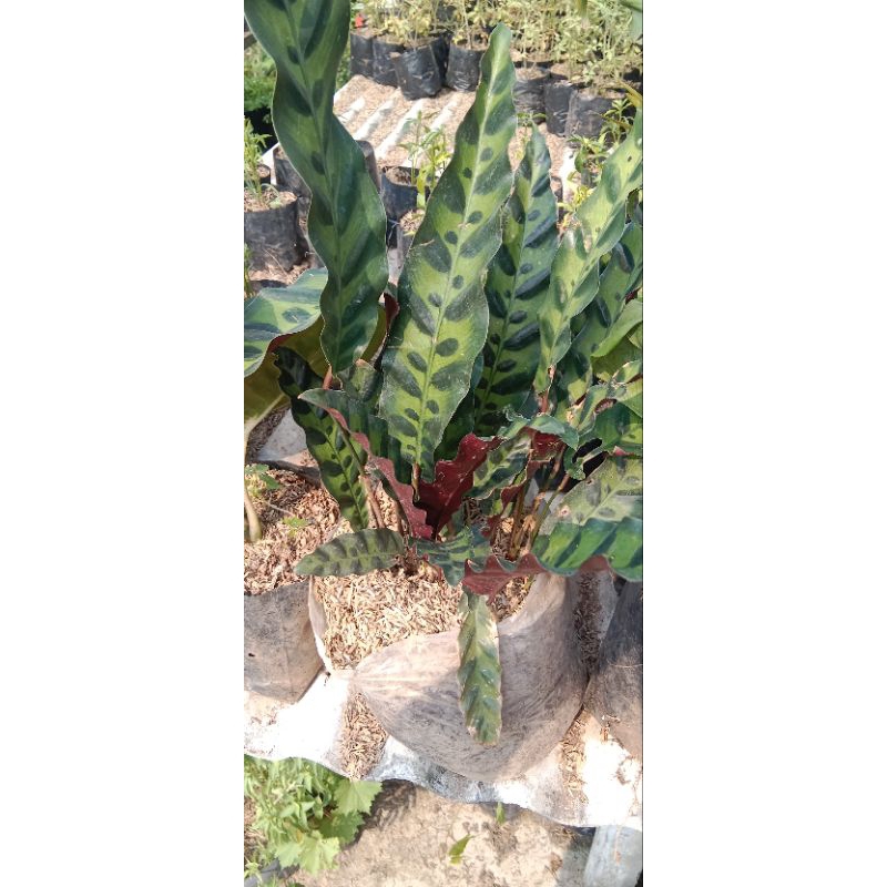 Jual Tanaman Calathea Lancifolia Tanaman Calatea Bulu Ayam Tanaman