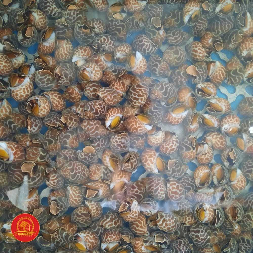 Jual Kerang Keong Macan Frozen 1 Kg | Shopee Indonesia