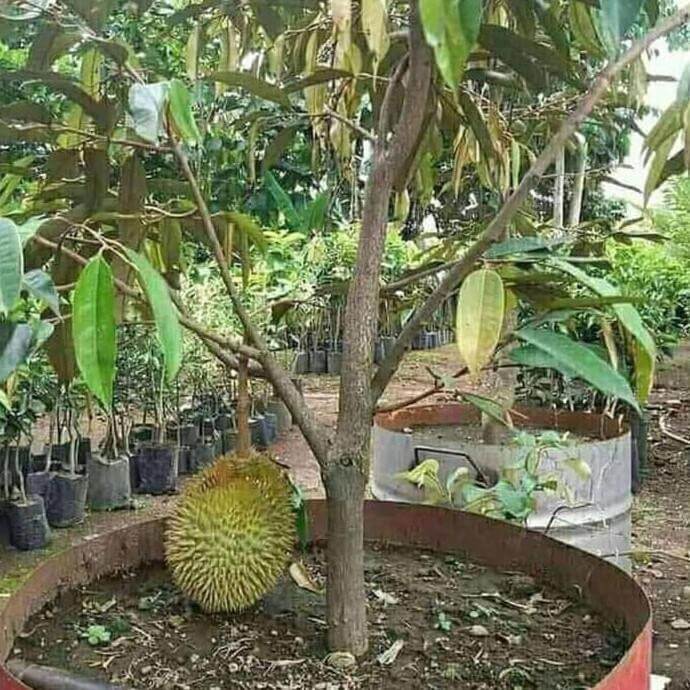 bibit durian musangking okulasi