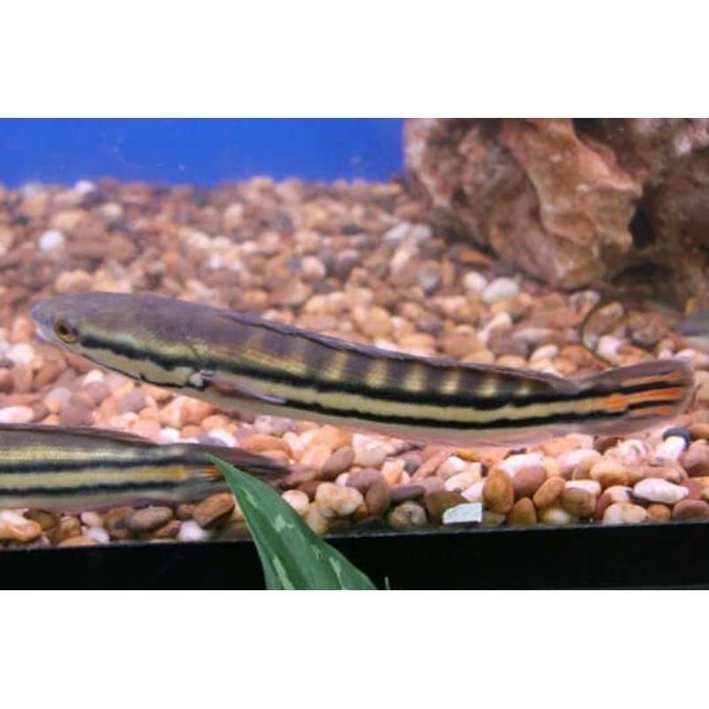 Produk Kim_fish | Shopee Indonesia