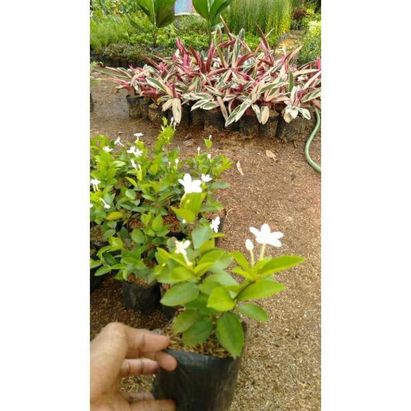 Jual Tanaman hias melati - melati Jasmine - tanaman melati | Shopee ...