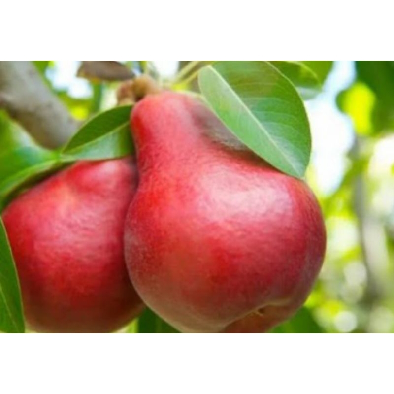 Jual bibit pear kulit merah cangkok(full media) | Shopee Indonesia